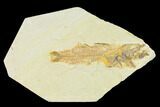 Fossil Fish Aspiration - Mioplosus Eating Knightia #104604-2